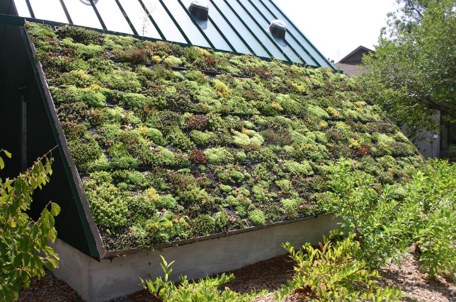 Green Living Roofs
