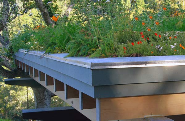 Green Living Roofs Interior